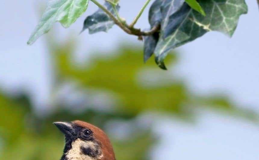 Moineau sous une branche de lierre grimpant 