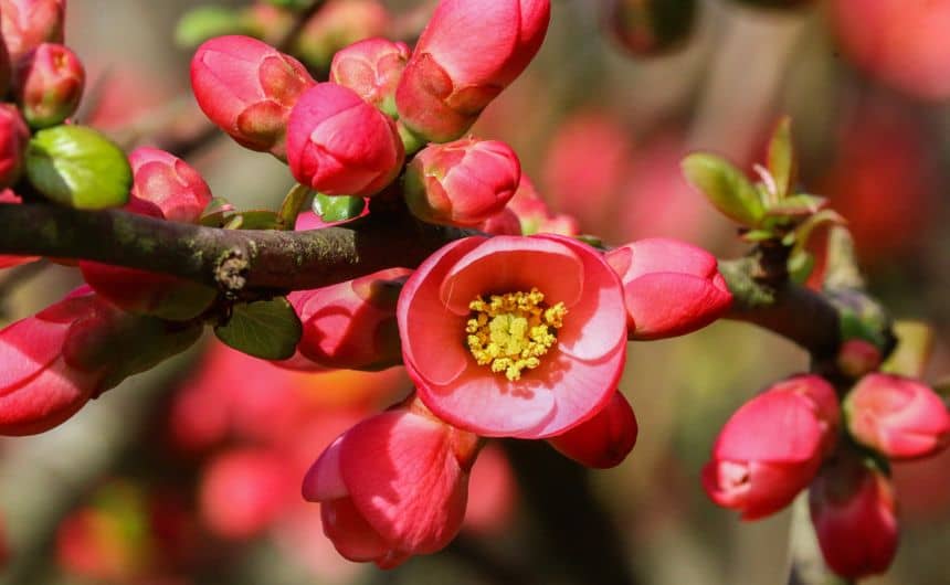 Mooie roze bloemen van de Japanse sierkwee