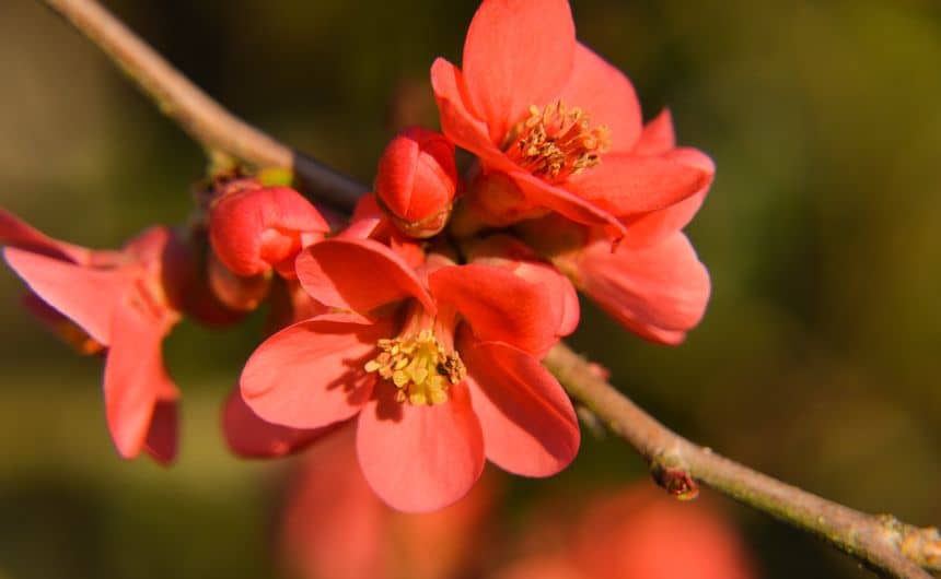 Prachtige rode kweepeerbloemen