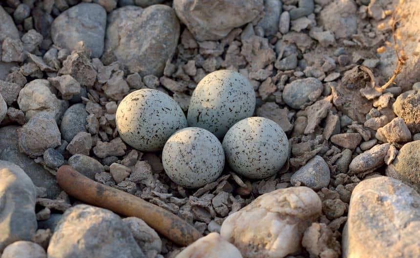 Description du nid de l'oiseau : quatre oeufs posés à même le sol dans les cailloux