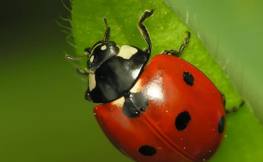 Foto van een Lieveheersbeestje met 7 stippen