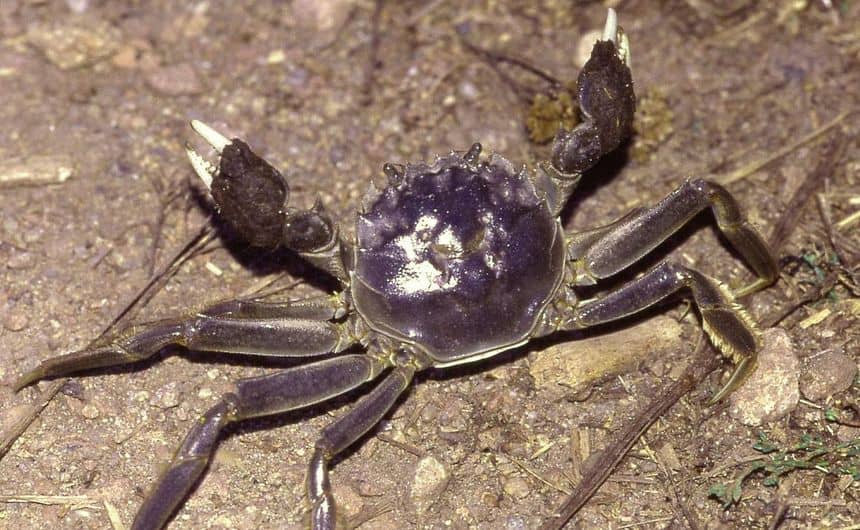 Photo montrant un crabe chinois dont les pinces sont blanches aux extrémités et recouvertes de poils brunâtres
