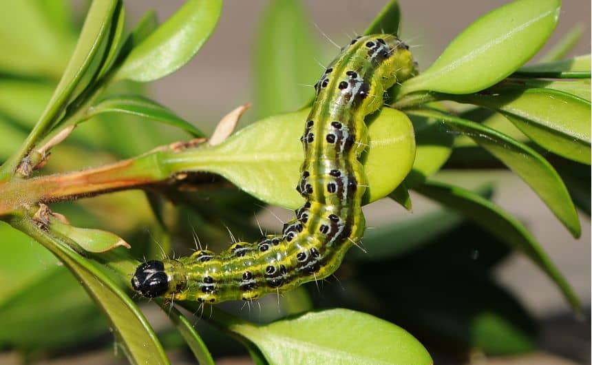 Une chenille de pyrale du buis sur un rameau de buis