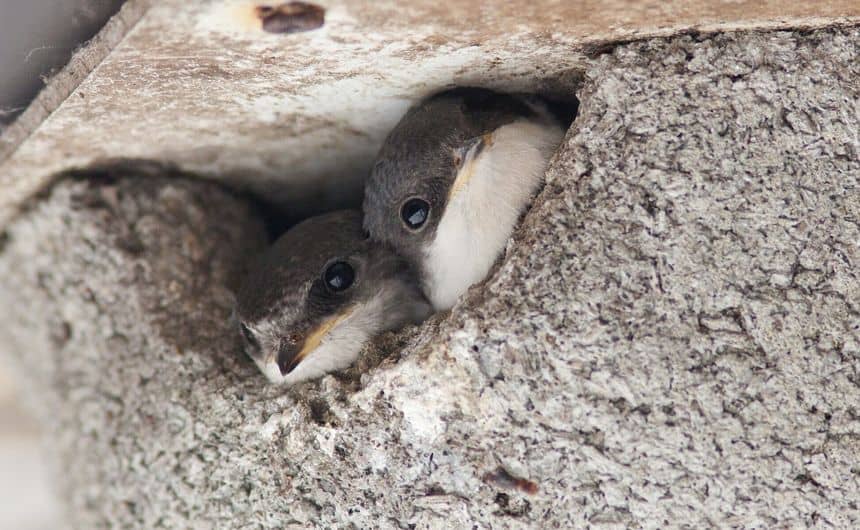 Deux têtes d'hirondelles sortant du nid