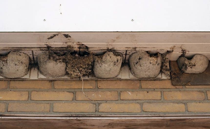 Rangée de nids artificiels entre lesquels un nid "naturel" a été construit