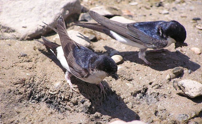 Huiszwaluwen verzamelen modder