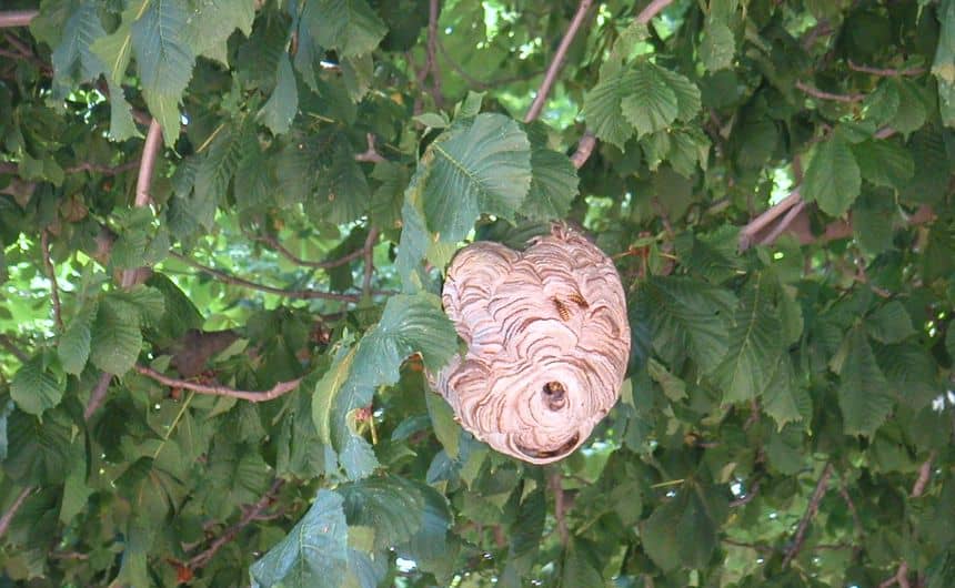 Nest van boomwespen
