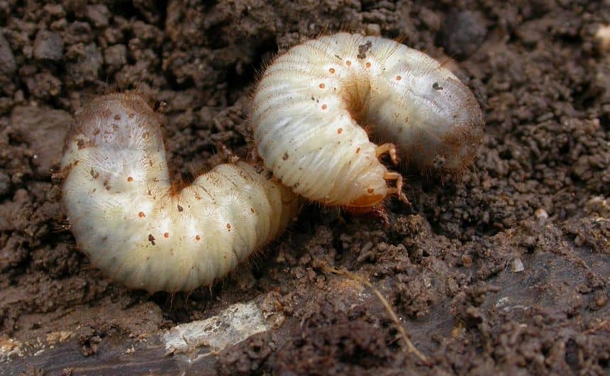Photo de deux larves de dorcus parallelipipedus (Petite biche)