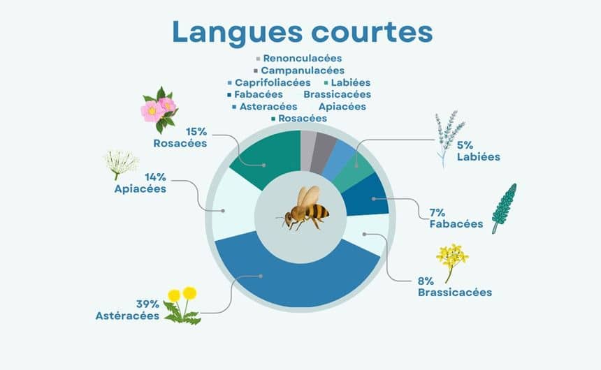 Graphique en camembert qui illustre les proportions de familles butinées par les abeilles à langue courte dont 39% astéracées, 15% rosacées, 8% brassicacées, 7% fabacées et 5% labiées nombreuses autres moins fréquentes.