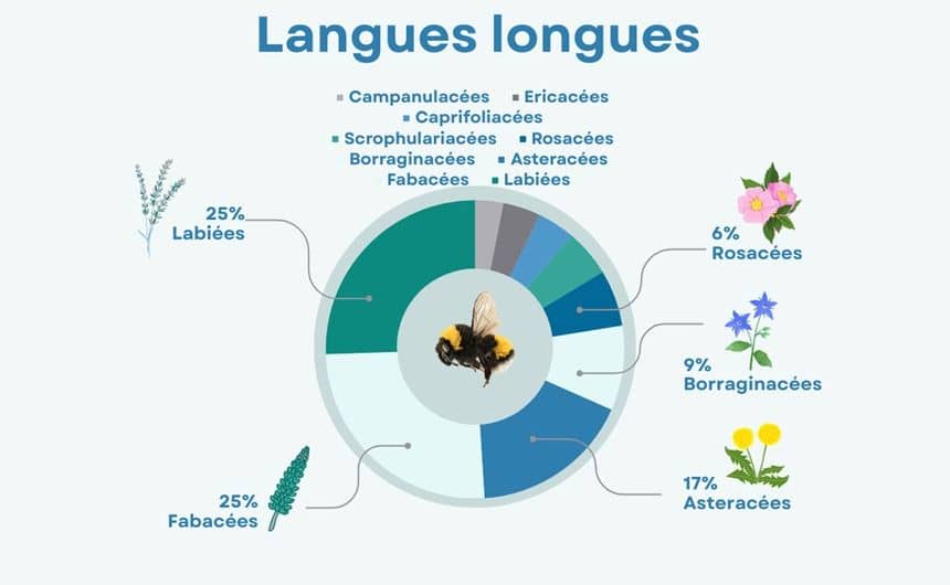 Graphique en camembert qui illustre les proportions de familles butinées par les abeilles à langue longue dont 25% labiées, 25% fabacées, 17% astéracées, 9% borraginacées, 6% rosacées et de nombreuses autres moins fréquentes.