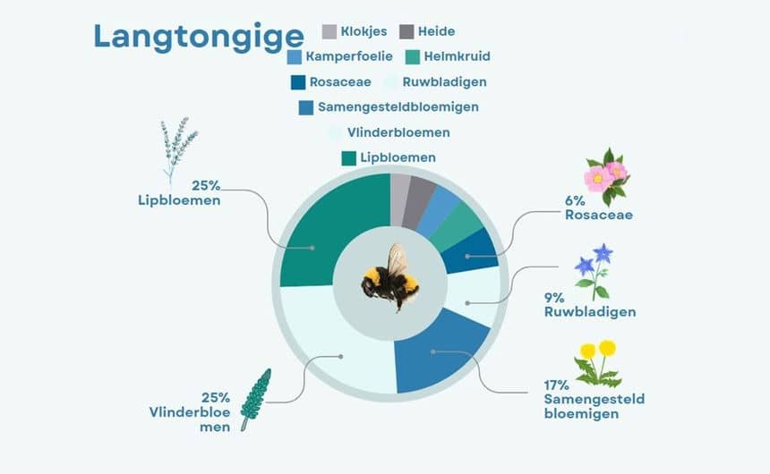 Cirkeldiagram dat het aandeel van de families waarin langtongige bijen foerageren weergeeft, waaronder 25% Labiatae, 25% Fabaceae, 17% Asteraceae, 9% Borraginaceae, 6% Rosaceae en vele andere families die minder vaak voorkomen.
