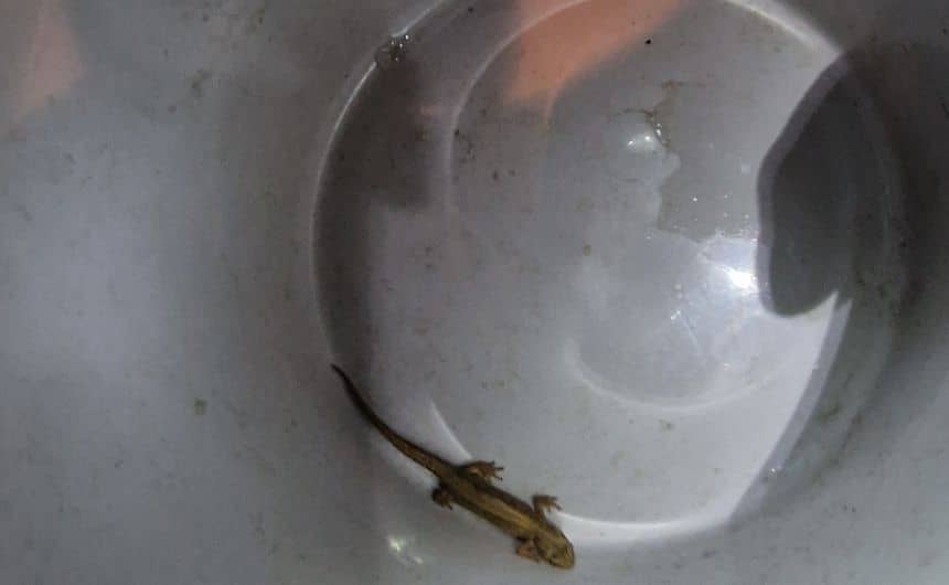 Een watersalamander in een emmer