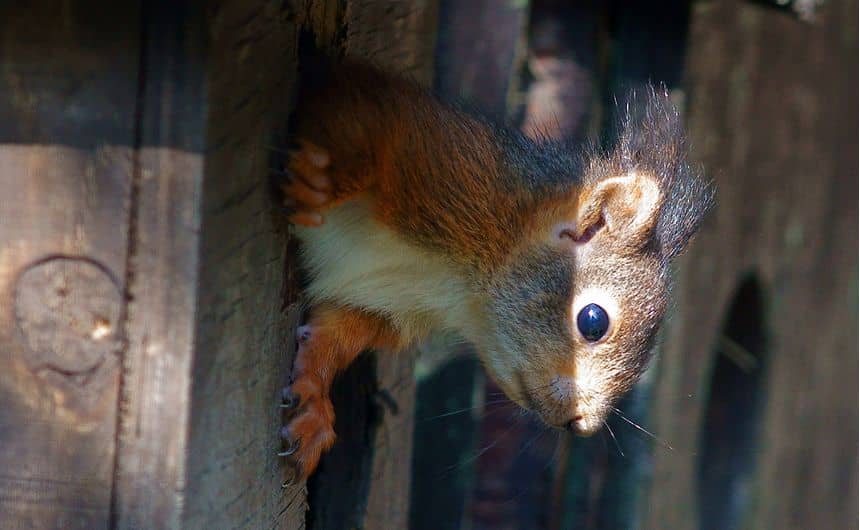 Foto van de kop van een eekhoorn die uit het gat van een nestkast steekt.