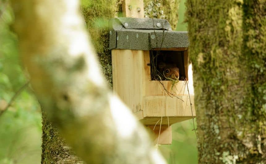 Foto van een eekhoornkop die duidelijk zijn nest heeft gebouwd in een nestkast van een roodborstje.
