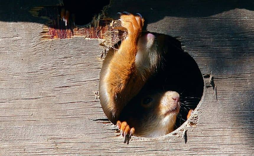 Photo de deux écureuils dans l'entrée d'un nichoir : l'un passe son museau, l'autre passe une patte pour s'agripper. 