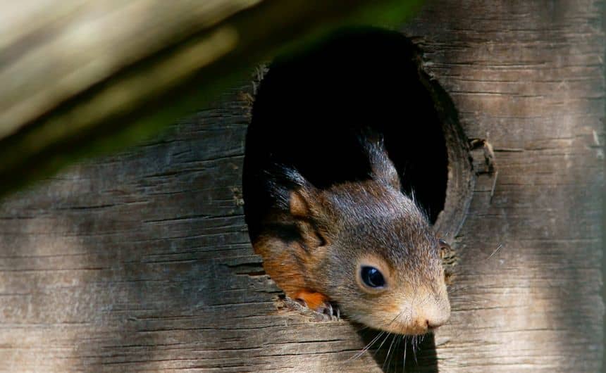 Foto van de kop van een eekhoorn die uit het gat van een nestkast steekt.