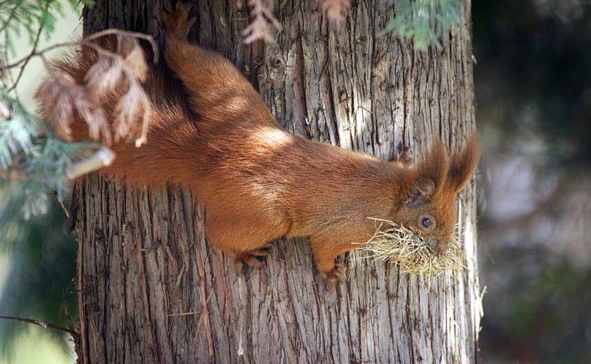 Foto van een eekhoorn op een boomstam, met zijn bek vol gedroogd gras dat hij heeft verzameld om zijn nest te bouwen.
