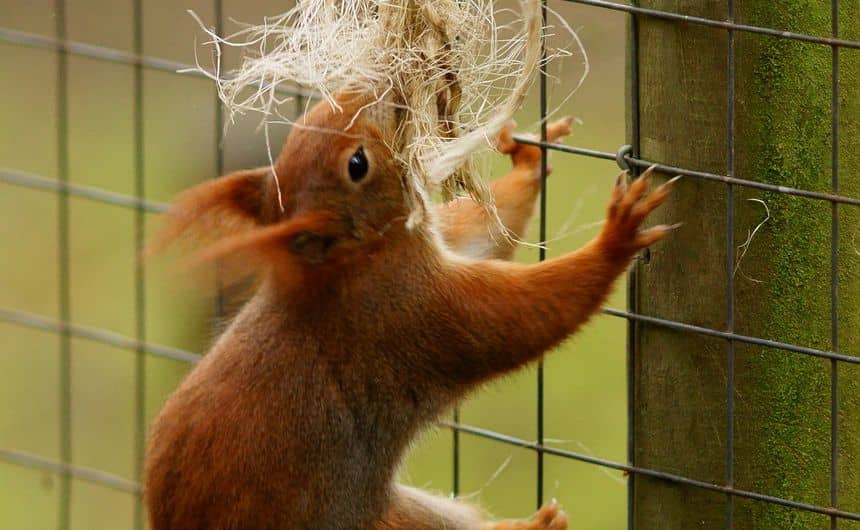 Foto van een eekhoorn die vezels uit een oud touw trekt dat aan een hek is bevestigd. 