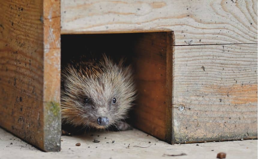 Photo of a hedgehog showing its head in the opening of a wooden shelter
