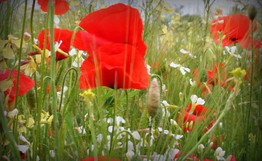 Photo de coqueliquots dans une prairie fleurie