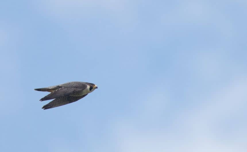 Faucon pélerin en vol