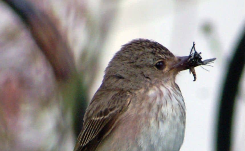 Photo d'un gobemouche gris tenant une mouche dans son bec