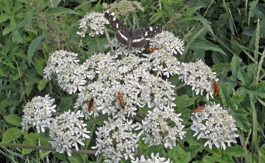 Une fleur de grande berce indigène, butinée par un papillon et de nombreux coléoptères.