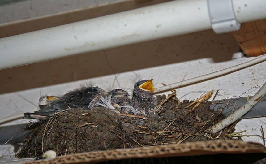 Plusieurs oisillons d'hirondelle rustique dans un nid en coupe