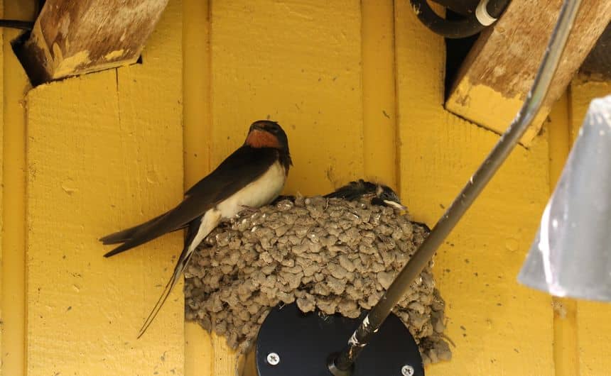 Deux hirondelles rustiques dans leur nid