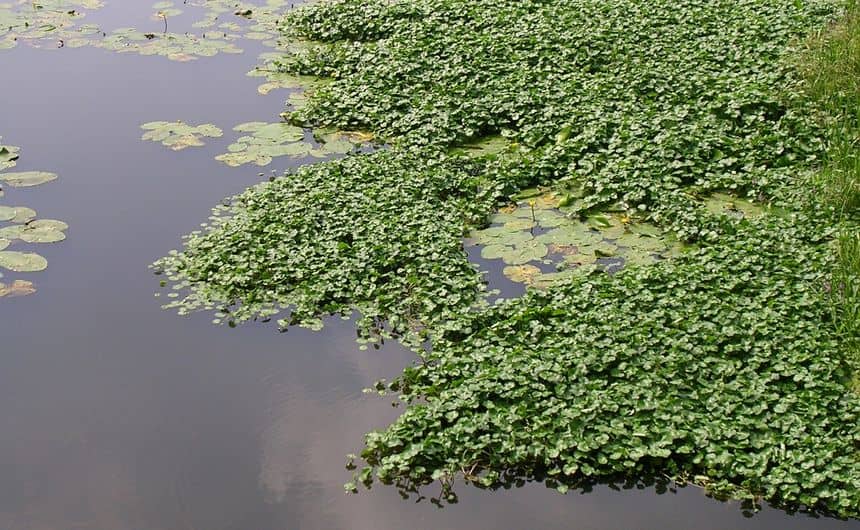 Een dichte mat van Grote waternavelbeslaat een groot deel van een waterlichaam.