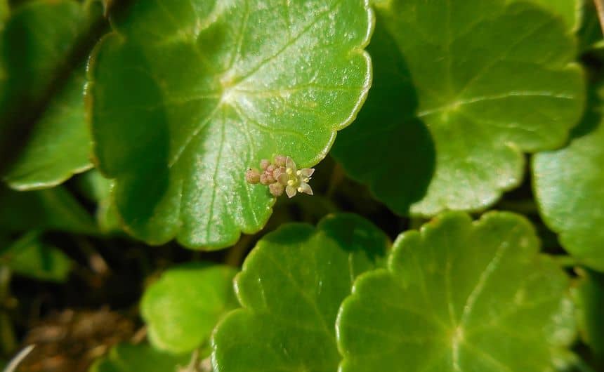 Une petite fleur, terne, d'hydrocotyle commune