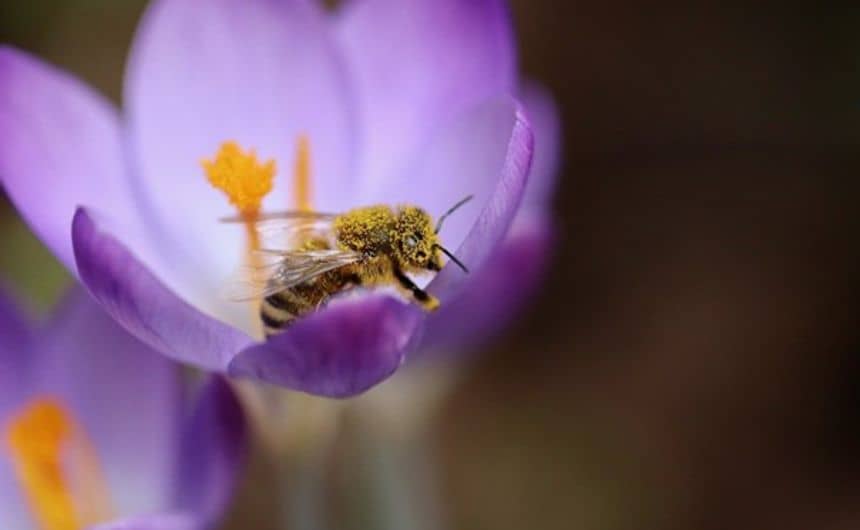 Une abeille couverte de pollen dans une fleur de crocus.