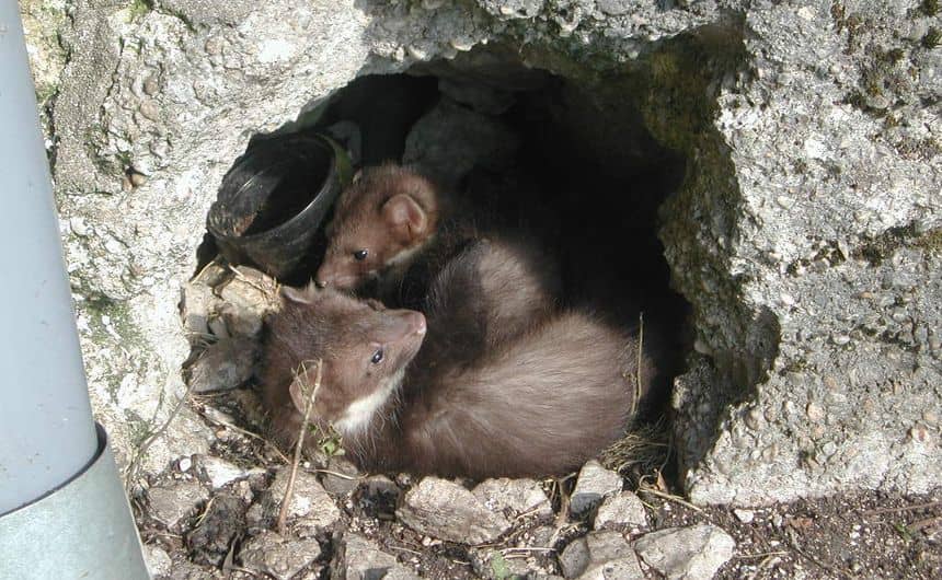 Fouines blotties dans une cavité au pied d'une terrasse.