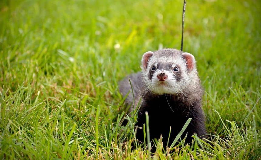 Photo d'un jeune furet dans l'herbe.