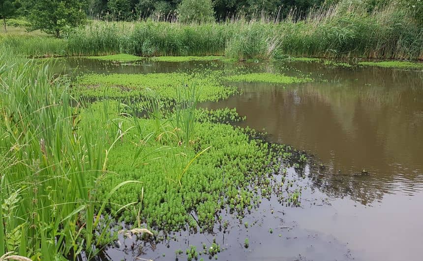 Parelvederkruid als mat op het water