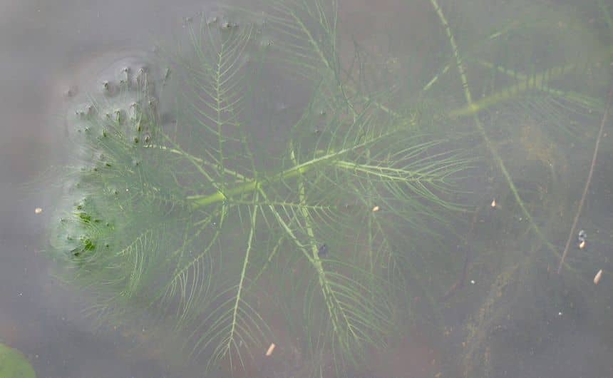 Myriophylle verticillé dans l'eau trouble d'une mare