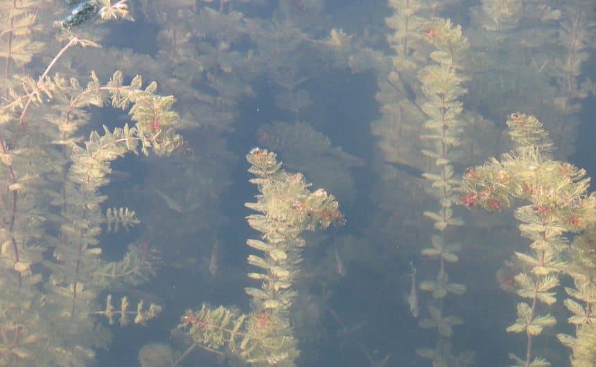 Kransvederkruid in het heldere water van een vijver