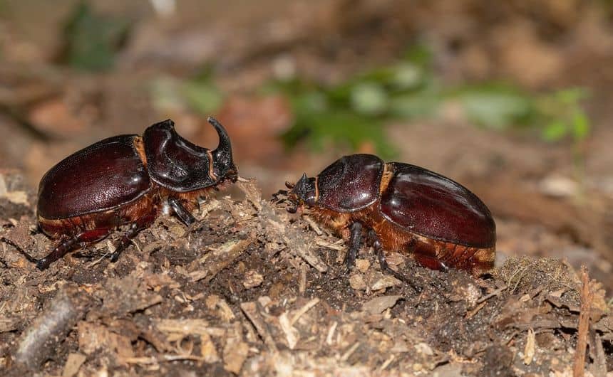 Photo d'un scarabée rhinocéros mâle et d'une femelle