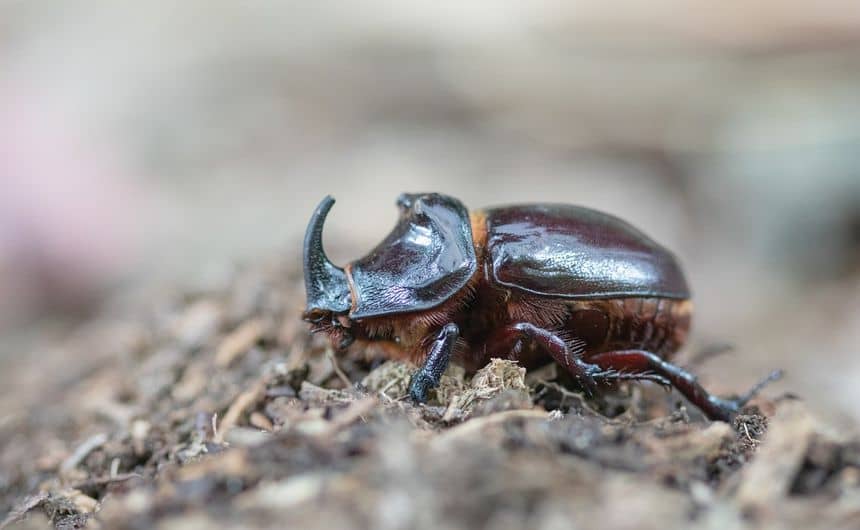 Photo d'un scarabée rhinoceros mâle