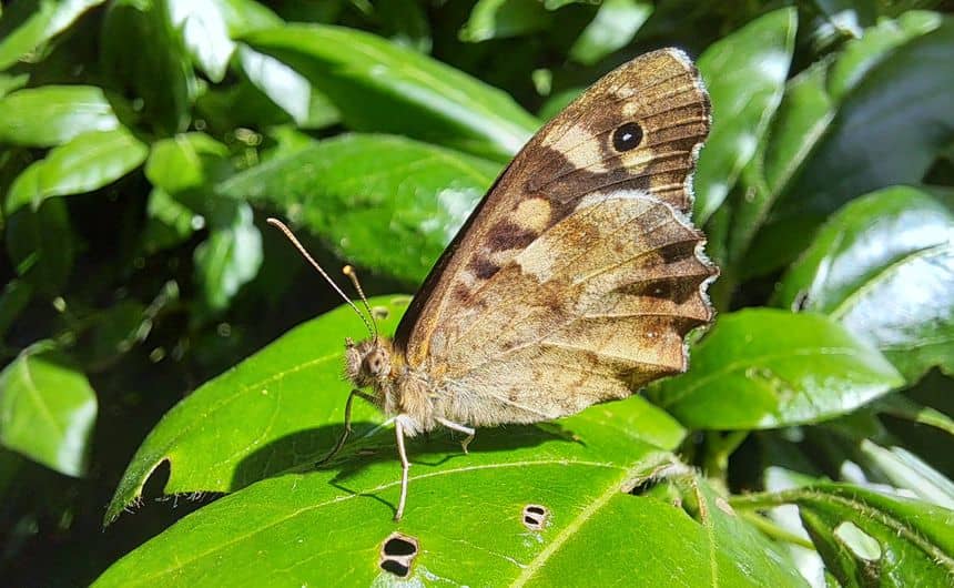 Photo d'un tircis sur une feuille