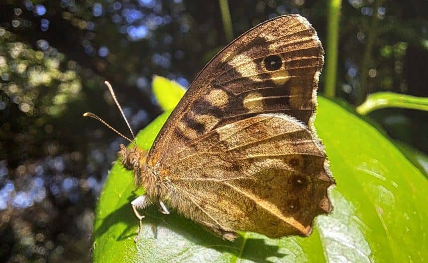 Photo du papillon tircis avec ses ailes fermées