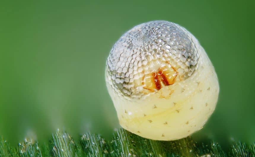 Foto van Tircis-ei met zichtbaar embryo