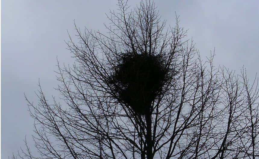 Nid de pie bavarde dans un arbre en hiver