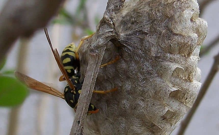 Un poliste gaulois sur un petit nid accroché à une tige.