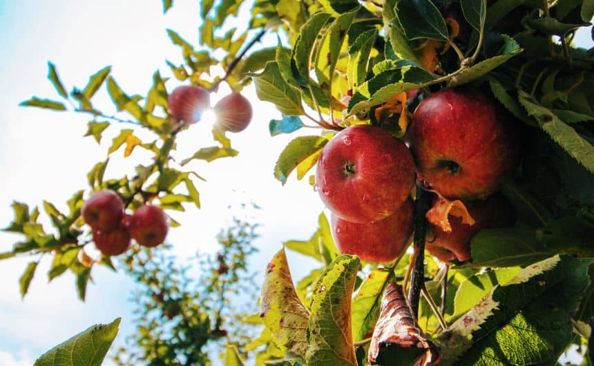 Foto's van appels die aan de takken van een appelboom hangen
