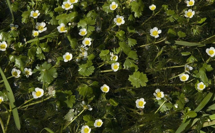 Les fleurs blanches au cœur jaune de la renoncule aquatique se distinguent bien des fleurs ternes de l'hydrocotyle fausse-renoncule.