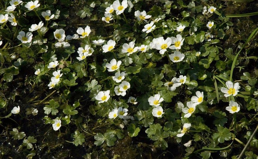 De witte bloemen met een geel hart van de middelste waterranonkel steken goed af tegen de doffe bloemen van de grote waternavel.