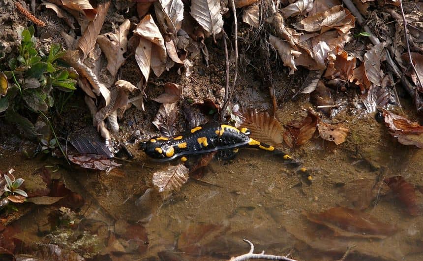 Een vuursalamander gedeeltelijk ondergedompeld in ondiep water