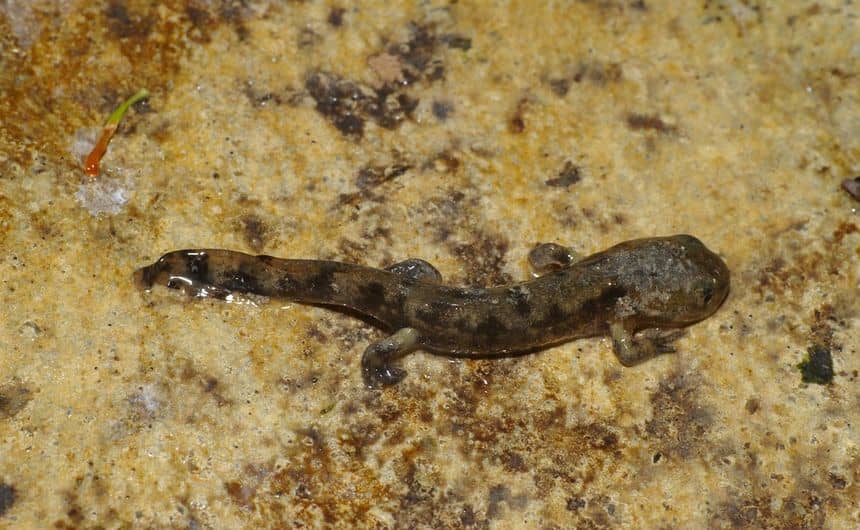 Een onvolwassen salamanderlarve, grijsbruin van kleur, zonder de gele vlekken die nog moeten verschijnen