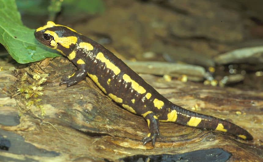 Foto van een salamander op een oude boomstam.